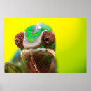 Search for panther chameleon posters Wildlife
