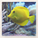 Search for saltwater coasters Fish