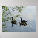 Search for wilds posters Wildlife