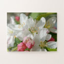 Search for apple tree photography Flower