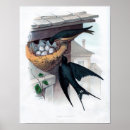 Search for barn swallow posters Audubon