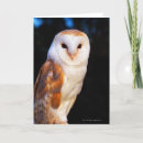 Search for barn owl cards Wildlife