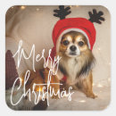 Search for funny pet stickers Merry christmas