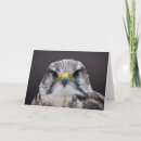 Search for falcon cards Animals