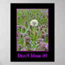 Search for blowing posters Dandelion