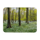 Search for beech magnets Landscape