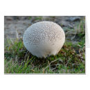 Search for puffball Nature