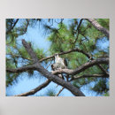 Search for hawk paintings posters Animals