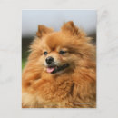 Search for spitz dog postcards Loulou
