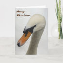 Search for swans christmas cards White