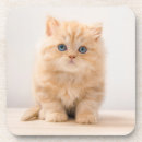 Search for longhair barware Pet