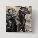 Search for labrador retriever badges Pet