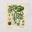 Search for nuts postcards Illustration