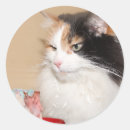 Search for calico stickers Kitty
