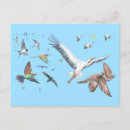 Search for bird flight cards Wildlife