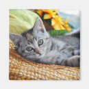 Search for lounging magnets Cat