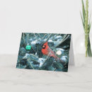 Search for male christmas cards Red bird