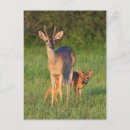 Search for habitat postcards Superstock