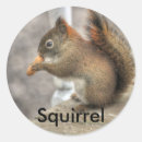 Search for squirrel photo stickers Rodent
