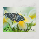 Search for swallowtail butterfly postcards Close up