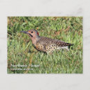 Search for flickering postcards Wildlife