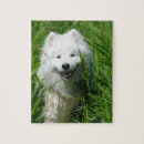 Search for samoyed puzzles Pets