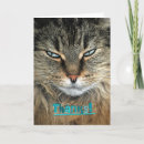 Search for maine coon cards Pet