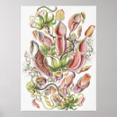 Search for vintage botany posters Ernst haeckel