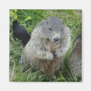 Search for marmot magnets Groundhog