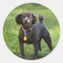 Search for toy poodle stickers Cute