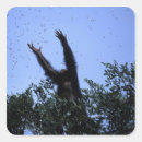 Search for stretching stickers Wildlife