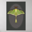Search for insect other Butterfly