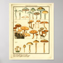 Search for champignons posters Vintage