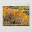 Search for cathy postcards Forest