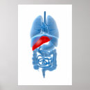 Search for bowel posters Stomach