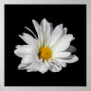 Search for black and white daisy art Elegant