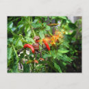 Search for spicy postcards Funny