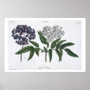 Search for fig art posters Plants
