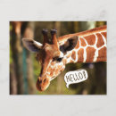 Search for giraffe postcards Cute