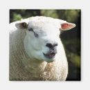 Search for rams magnets Sheep