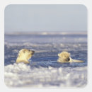 Search for sea bear stickers Wildlife