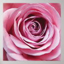 Search for pink rose posters Simple