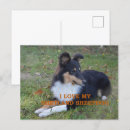 Search for shetland sheepdog postcards Collie