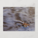 Search for seashell photography postcards Shells