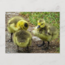 Search for yellow pattern postcards Sweet
