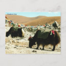 Search for yak postcards Himalayan