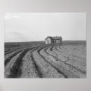 Search for cotton posters Farm