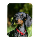 Search for short haired miniature dachshund magnets Bob and pam langrish