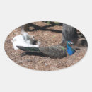 Search for blue peafowl stickers Animal