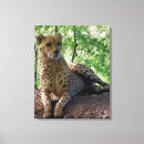 Search for wildcats canvas prints Nature